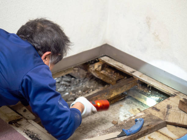 Best Mold Removal Company Near Me  in Bunk Foss, WA