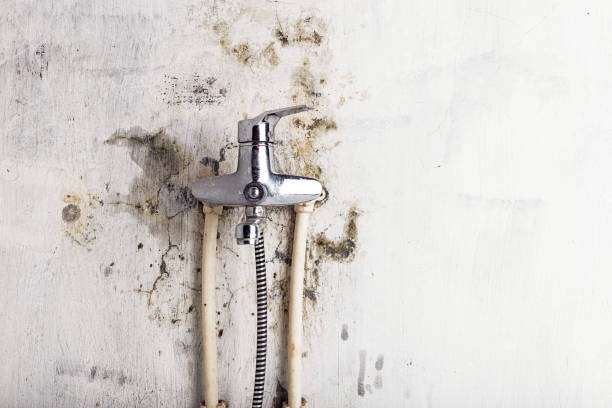 Best Mold Cleaning Services  in Bunk Foss, WA