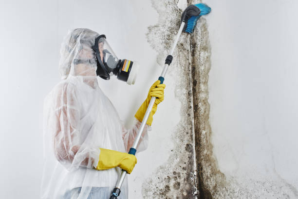 Best Local Mold Removal Service  in Bunk Foss, WA