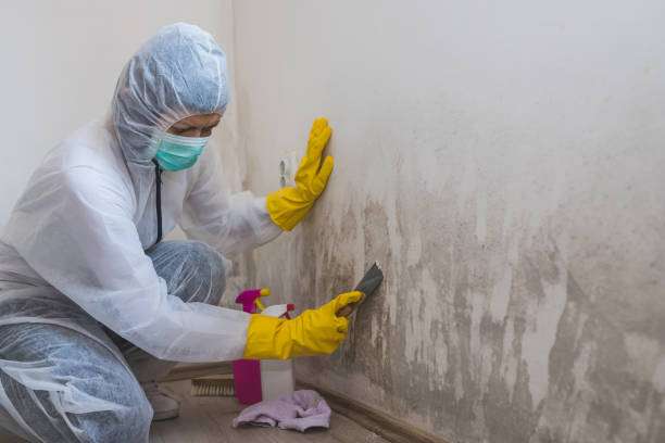 Best Fast Mold Removal  in Bunk Foss, WA