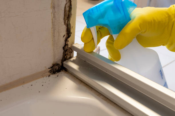Best Same-Day Mold Removal  in Bunk Foss, WA