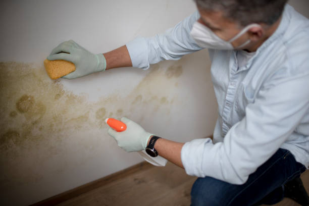 Best Mold Removal Company Near Me  in Bunk Foss, WA