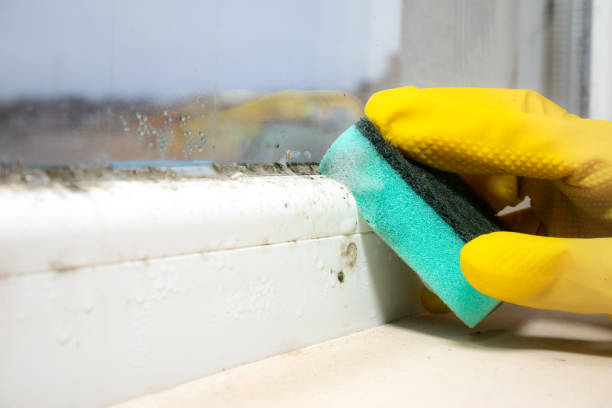 Best Office Mold Removal Services  in Bunk Foss, WA