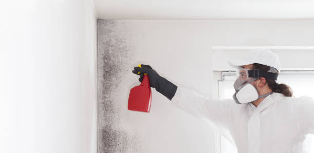 Best Office Mold Removal Services  in Bunk Foss, WA