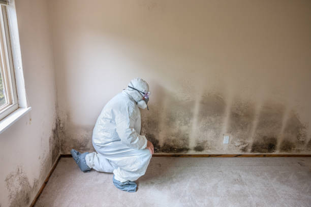 Best Home Mold Removal  in Bunk Foss, WA