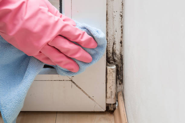 Best Black Mold Removal  in Bunk Foss, WA
